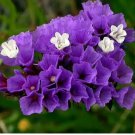 200 Blue Wavyleaf Sea Lavender Seeds - Limonium Sinuatum, Everlasting Cut Flowers, Medicinal Flowers