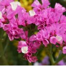 200 Wavyleaf Sea Lavender Seeds - Everlasting Purple-Red Flowers for Dried Arrangements