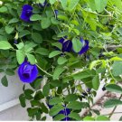 50 Butterfly Pea Seeds (Clitoria ternatea) – Blue Flowering Vine for Gardens 50 Butterfly Pea Seeds (Clitoria ternatea) – Blue Flowering Vine for Gardens
