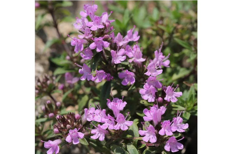 250 Mongolian Thyme Seeds - Fragrant Culinary Herb, Medicinal Plant, Drought-Resistant
