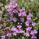 250 Mongolian Thyme Seeds - Fragrant Culinary Herb, Medicinal Plant, Drought-Resistant