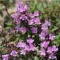 250 Mongolian Thyme Seeds - Fragrant Culinary Herb, Medicinal Plant, Drought-Resistant