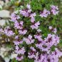 250 Mongolian Thyme Seeds - Fragrant Culinary Herb, Medicinal Plant, Drought-Resistant