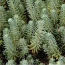 200 Reflexed Stonecrop Seeds - Sedum rupestre, Gray-Green Succulent for Rock Gardens
