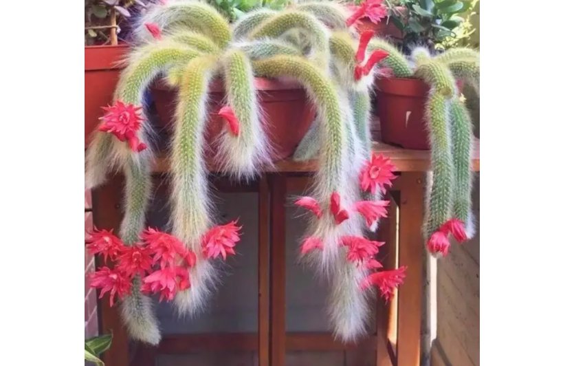 10 Monkey Tail Cactus Seeds - Rare Hanging Succulent with Fuzzy White Stems & Orange Flowers