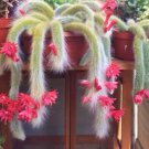 10 Monkey Tail Cactus Seeds - Rare Hanging Succulent with Fuzzy White Stems & Orange Flowers