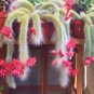 10 Monkey Tail Cactus Seeds - Rare Hanging Succulent with Fuzzy White Stems & Orange Flowers
