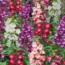 200 Hybrid Beardtongue Seeds - Long Blooming, Disease Resistant, for Beds & Containers