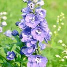 200 Large-Flowered Delphinium Seeds - Delphinium grandiflorum 'Cute' Series, Ideal for Small Gardens