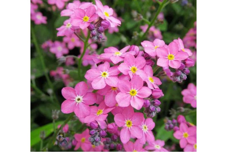 200 Pink Alpine Forget-Me-Not Seeds - Hardy Perennial Wildflower for Dry Cool Climates