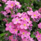 200 Pink Alpine Forget-Me-Not Seeds - Hardy Perennial Wildflower for Dry Cool Climates
