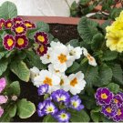 200 English Primrose Seeds, Primula Vulgaris, Cold-Hardy Spring Blooms with Medicinal Uses