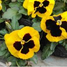 100 Super Bingo Series Blotched Yellow Pansy Seeds | Ghost Face Blooms | Cold-Tolerant Viola