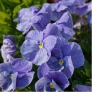 100 Super Bingo Series Blue Pansy Seeds - With Unique Stripes Flowers for Gardens & Containers