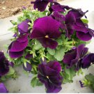 100 Super Bingo Purple Pansy Seeds | Deep Violet Flowers | Cold-Tolerant & Easy Grow