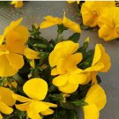 100 Super Bingo Yellow Pansy Seeds | Biennial Perennial, Lanceolate Leaves, Heat Tolerant Plants