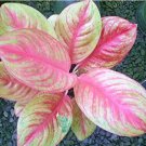Aglaonema Seeds 'Pink Dud' Beautiful Mosaic Plants Perennial Evergreen Tree 50 Seeds