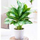 Aglaonema spp Sansevieria Bonsai Indoor Plants Radiation Protection Bonsai Home Garden 100pcs