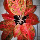 Aglaonema 'Pink Dud' 50 Seeds