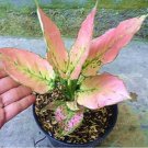 Aglaonema 'Pink Dud' Beautiful Mosaic Plants Perennial Evergreen Trees 50 Seeds
