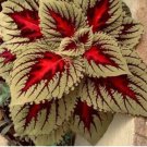 Coleus Seeds Colorseeds Seeds 100pcs