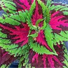 Coleus Plants Seeds Rainbow Garden Flowers 100pcs