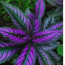 Coleus Flower Seeds  Bonsai Rare Blumei Seeds  Coleus Boleus 100 Seeds