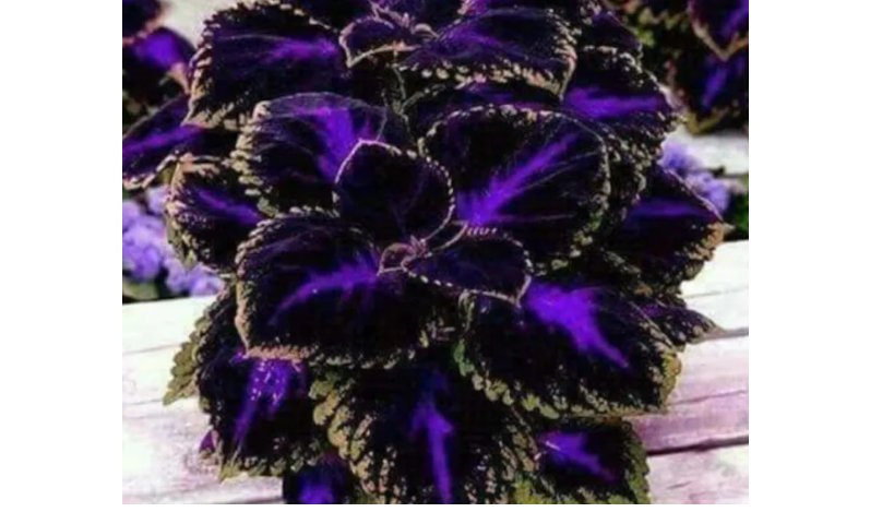 Coleus Black/Blue  - Painted Nettle - blumei - Solenostemon - Flame Nettle  100 seeds