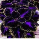 Coleus Black/Blue  - Painted Nettle - blumei - Solenostemon - Flame Nettle  100 seeds