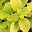Coleus Blumei Seeds, COL0R Yellow 200 Seeds