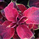 Coleus Blumei Seeds, COLOR Red 200 Seeds