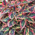 Vibrant 'Xinghai' Rainbow Coleus Seeds - Serrated Edge Foliage 100 Seeds