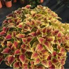 'Honglv Meiren' Series Coleus Seeds – Rust Red and Yellow Foliage with Serrated Edges 100 Seeds