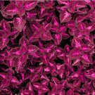 Red Pearl Series Coleus Seeds - Vibrant Red Leaves with Rose Red Veining 100 Seeds