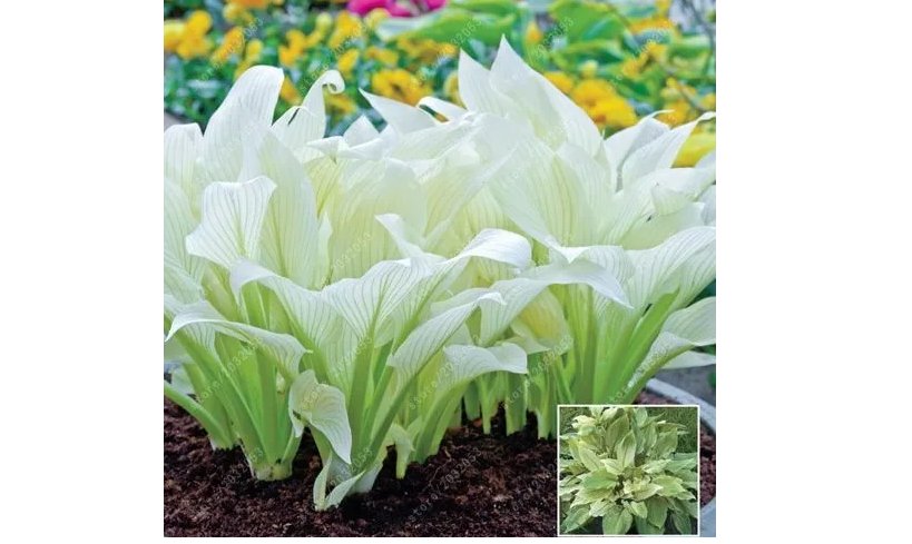 hosta plants, hosta seeds, bonsai flower seeds DIY for home garden 100pcs