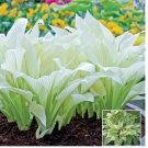 hosta plants, hosta seeds, bonsai flower seeds DIY for home garden 100pcs