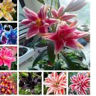 hosta seeds Coleus plant seeds colorful flower bonsai  100pcs