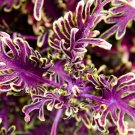 Coleus Flower Seeds Purple Green Bi-color Spider Shaped 100pcs