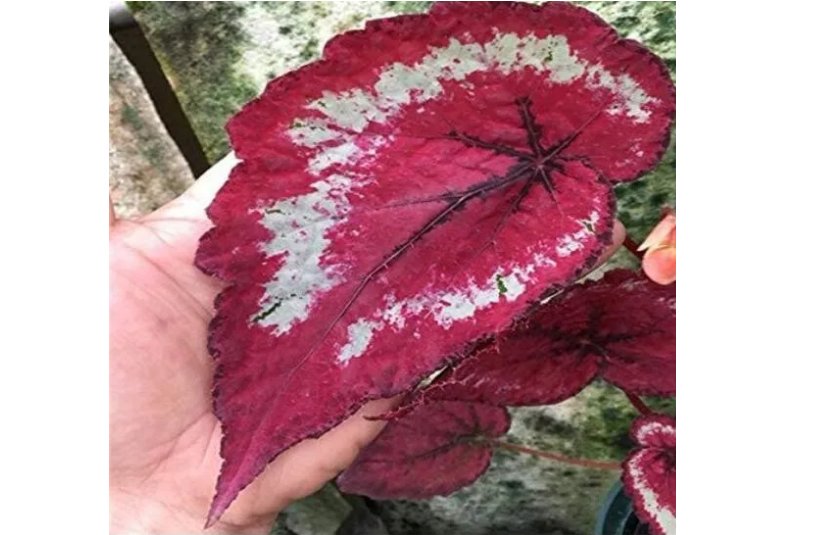 'SPOT WHITE' Coleus Seeds Fire Red with White Line Spots Leaves 100pcs