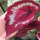 'SPOT WHITE' Coleus Seeds Fire Red with White Line Spots Leaves 100pcs