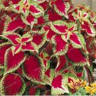 Janpanese Coleus Blumei Seeds Fire Red Herb Leaves with Light Green - White Edge 50pcs