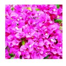 Brazil Bougainvillea Seed 100 Seeds