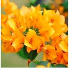 Bougainvillea Spectabilis Willd Bonsai  Perennial Garden Flowers Plants 100PCS