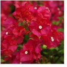 Bougainvillea Plant Seeds - Fresh Fire Red Color 10pcs