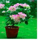 Bougainvillea Spectabilis Willd Bonsai Seeds Light Pink White Flowers 100pcs