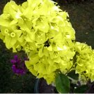 Bougainvillea Spectabilis Willd Seeds, Yellow 20pcs