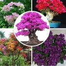 Bougainvillea Seeds, Mixed Colorful Flowers 100 Seeds