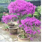 Purple Bougainvillea Glabra Bonsai Spectabilis Willd Plant Bougainvillea Flower Potted Plant 100pcs