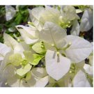 Brazil Bougainvillea Seed Beautiful Climbing Flower perennail Flowering 100 Seeds