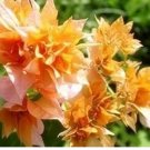 Bougainvillea Seeds Orangish Golden Color 100pcs